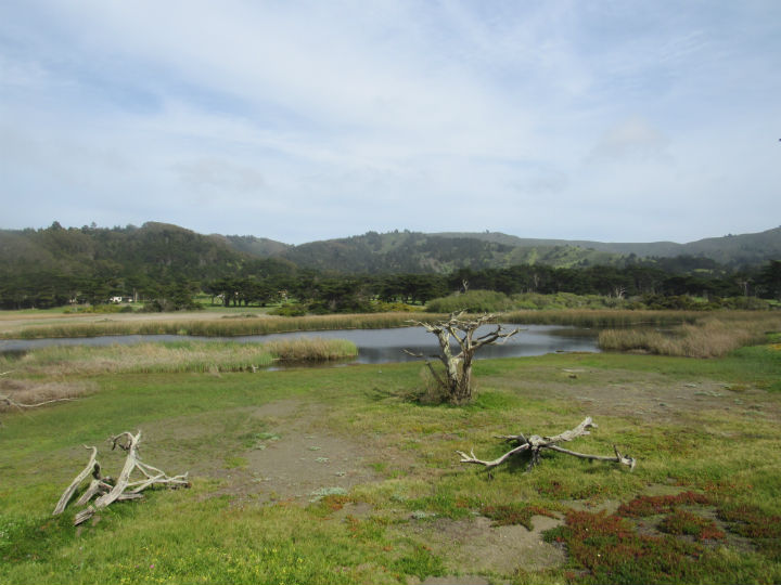 Herp habitat